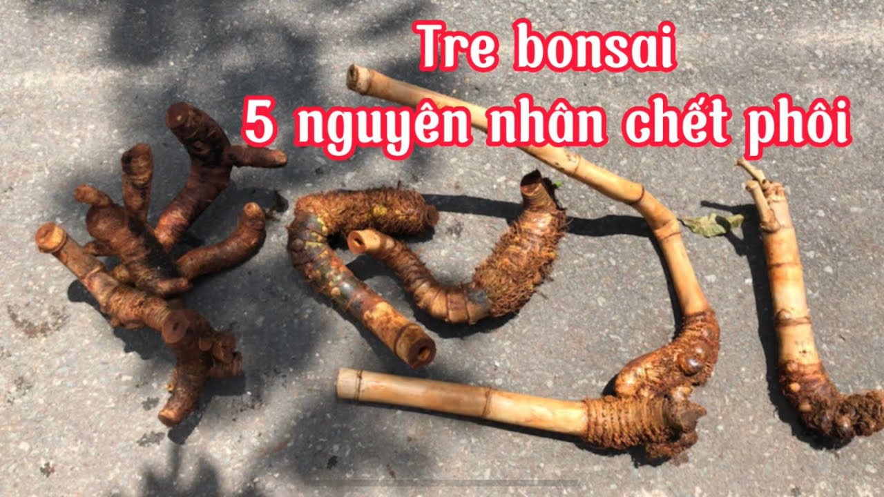 Tre bonsai - 5 nguyên nhân chết phôi phổ biến anh em lưu ý nhé.