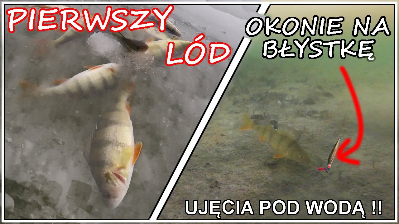 PIERWSZY LÓD 2022 - Jak okoń atakuje błystkę ?! PODWODNE UJĘCIA - Okonie na błystkę podlodową