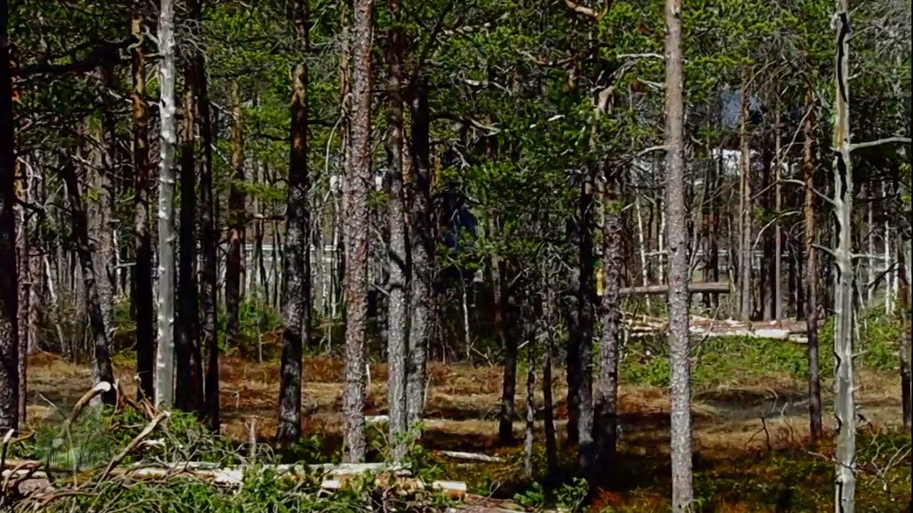 3. Massiv avskoging i Hovet, Hallingdal /  Et Monster I Skogen / A Monster In The Forest /