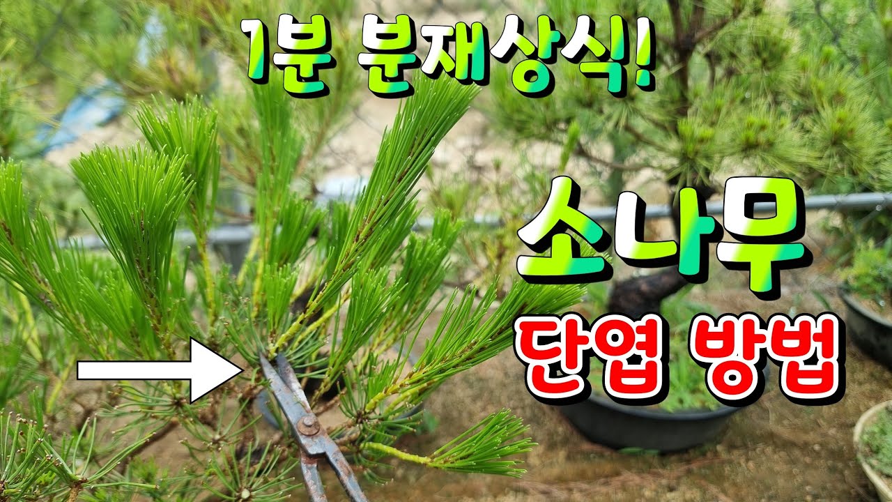 [1분 분재상식] 소나무 단엽하는 방법?? - 새싹분재원TV Sprout Bonsai TV