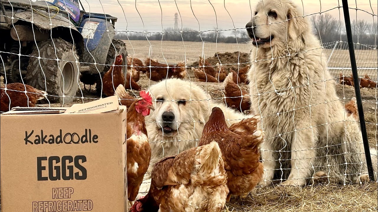 Pasture-Raised Eggs in Winter?