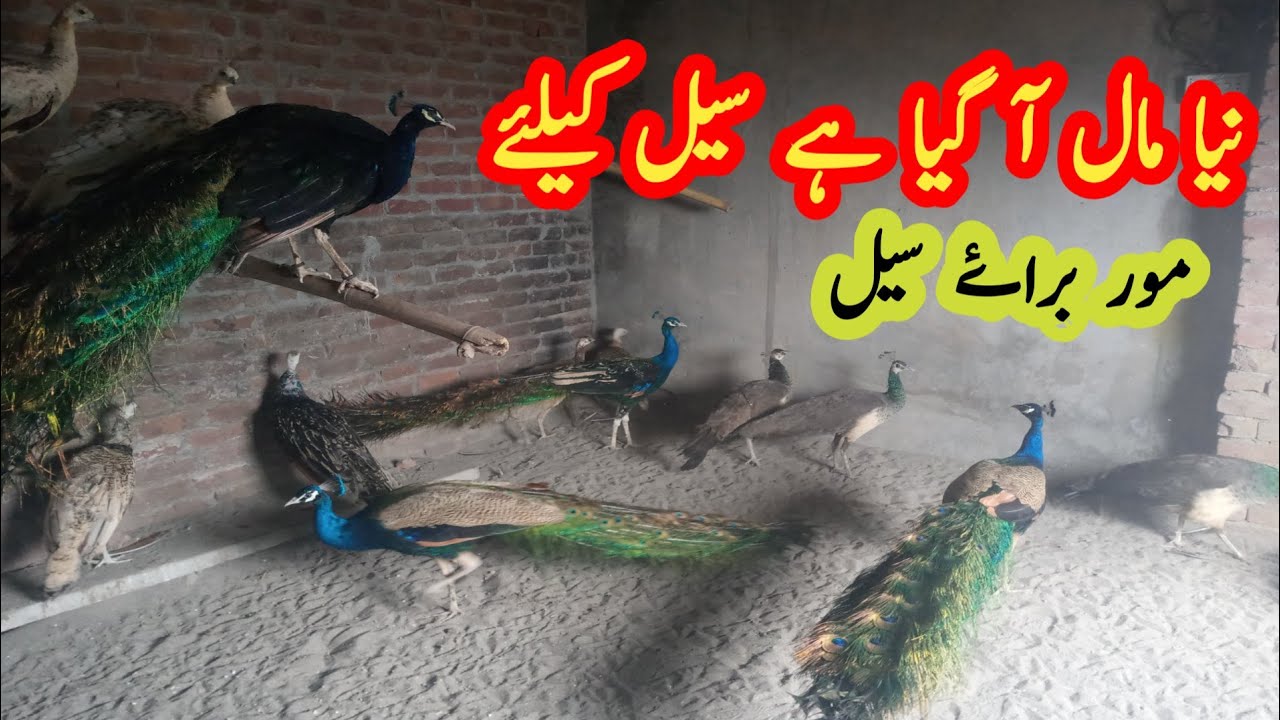 peacock for sale | mor ke bachhe | peacock hatching eggs | green java breeder peacock