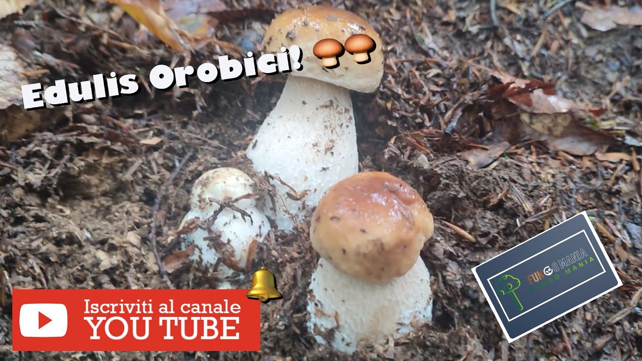 Edulis orobici! 🍄‍🟫🍄‍🟫🍄‍🟫