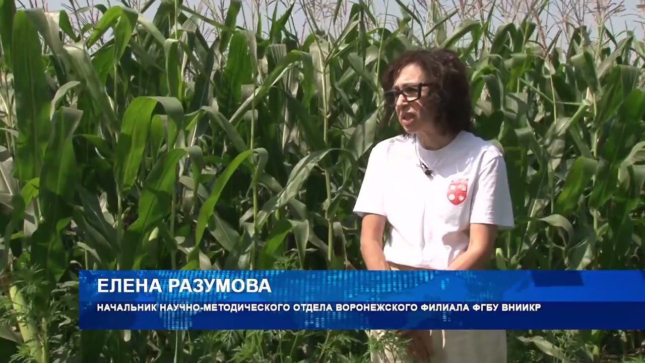 Осторожно, амброзия! 