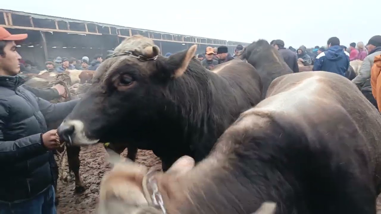Молбозори кургантепа бозори Хочи Шариф говои чушо ва букоҳи  фарбе  30 01 2026