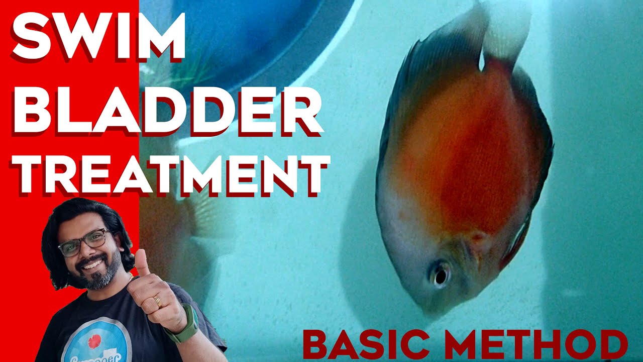 Swim Bladder Treatment || Epsom Salt || Discus Fish