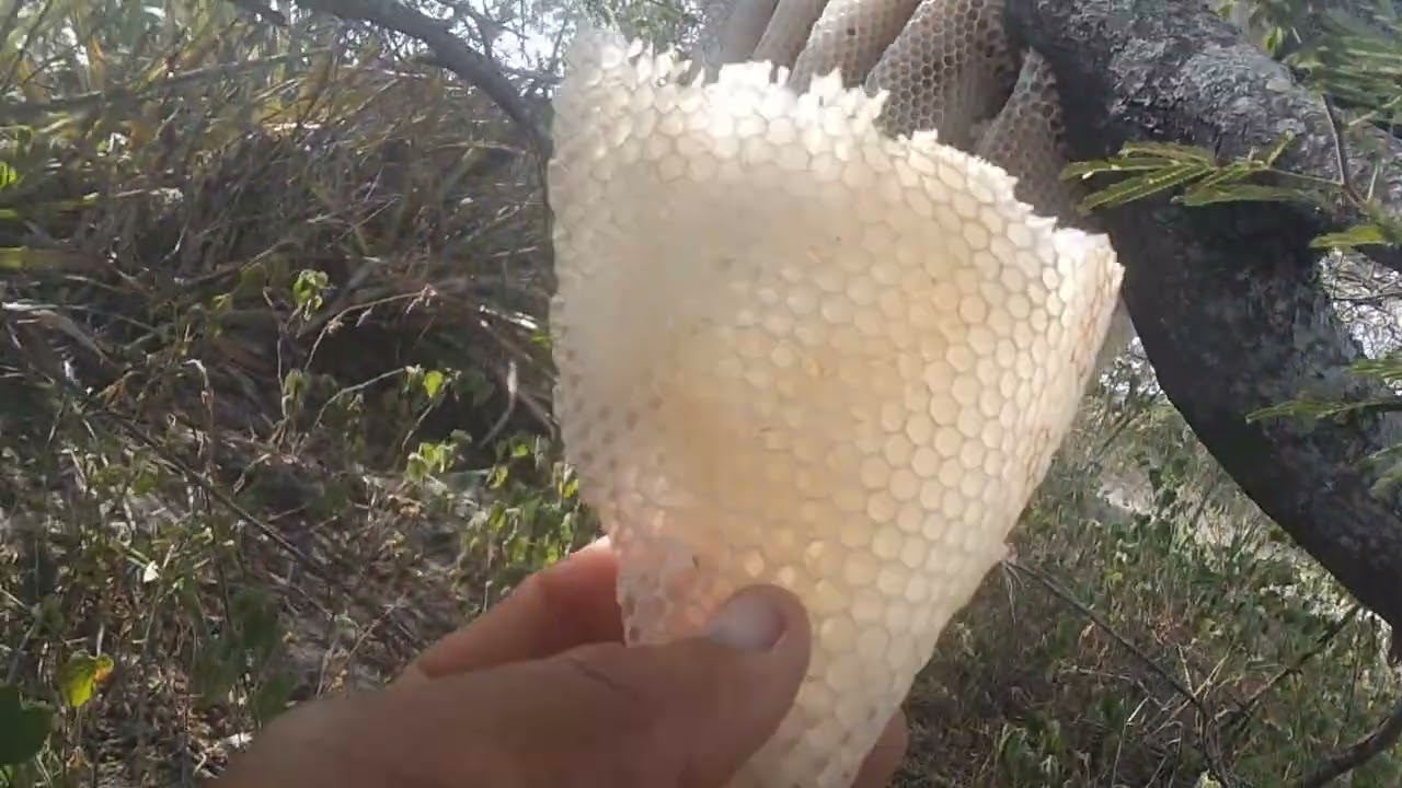 Fuga das abelhas na região nordeste veja pq....