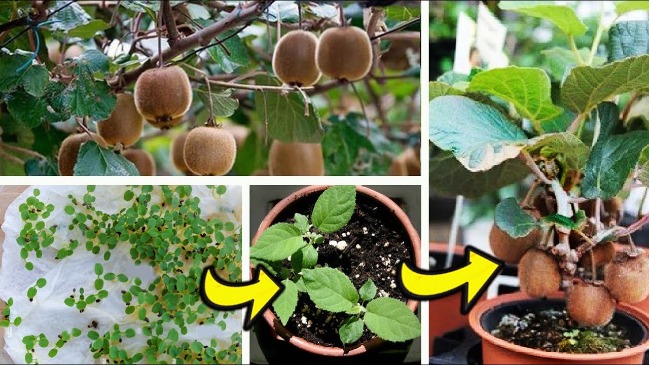 COMO GERMINAR KIWI EN MACETA PARA QUE DE FRUTOS! 🥝