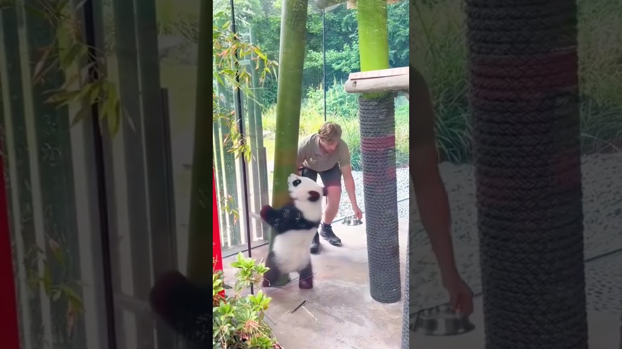 #panda #pigrolac