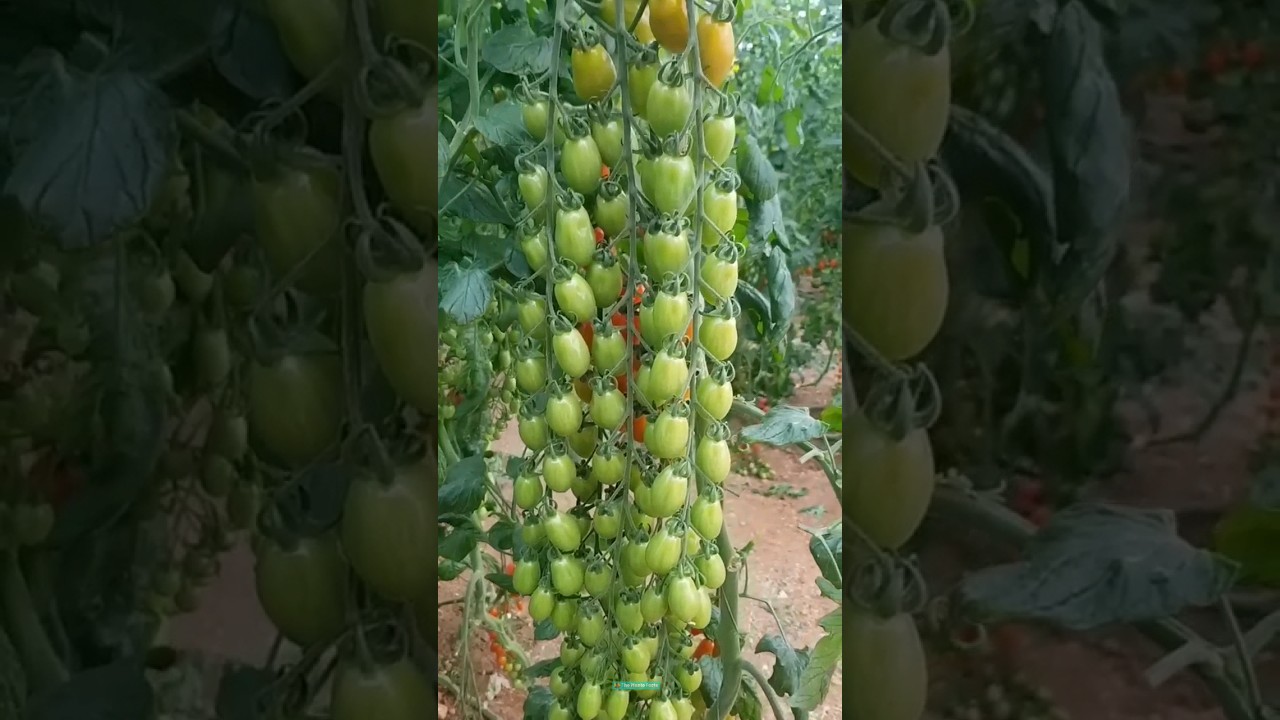 New technique for growing tomato plants #tomato_grafting #tomato #farming #viral #shorts