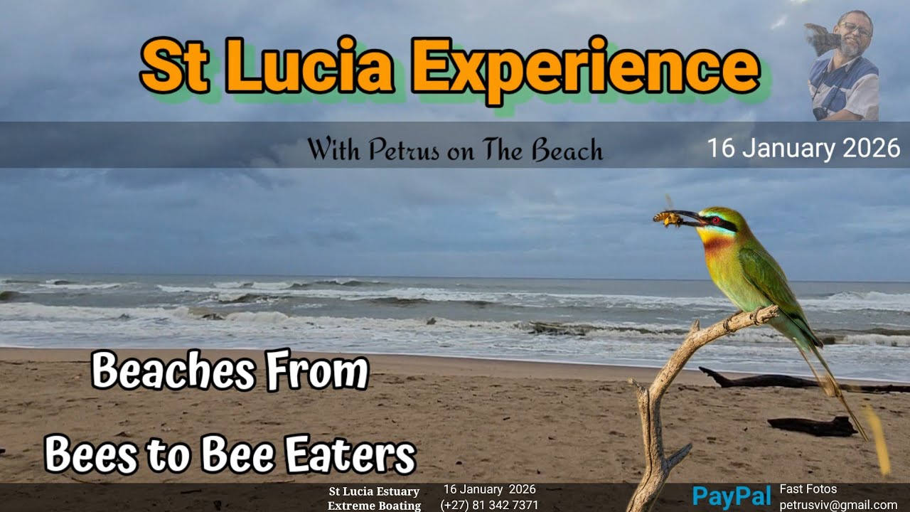 St Lucia Experience - 16 January 2026 - The Birds and The Bees
