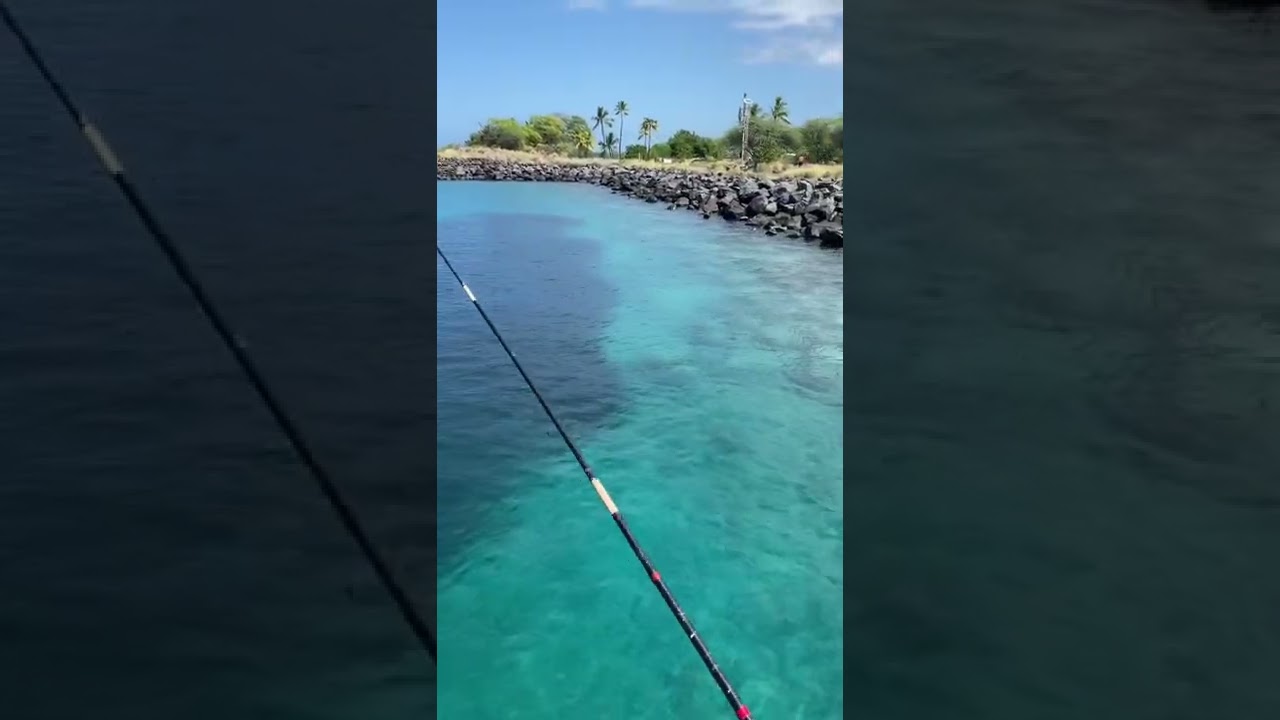 Honokohau Harbor Akule School