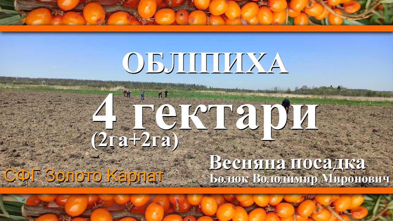 Обліпихова плантація в Україні 4 га