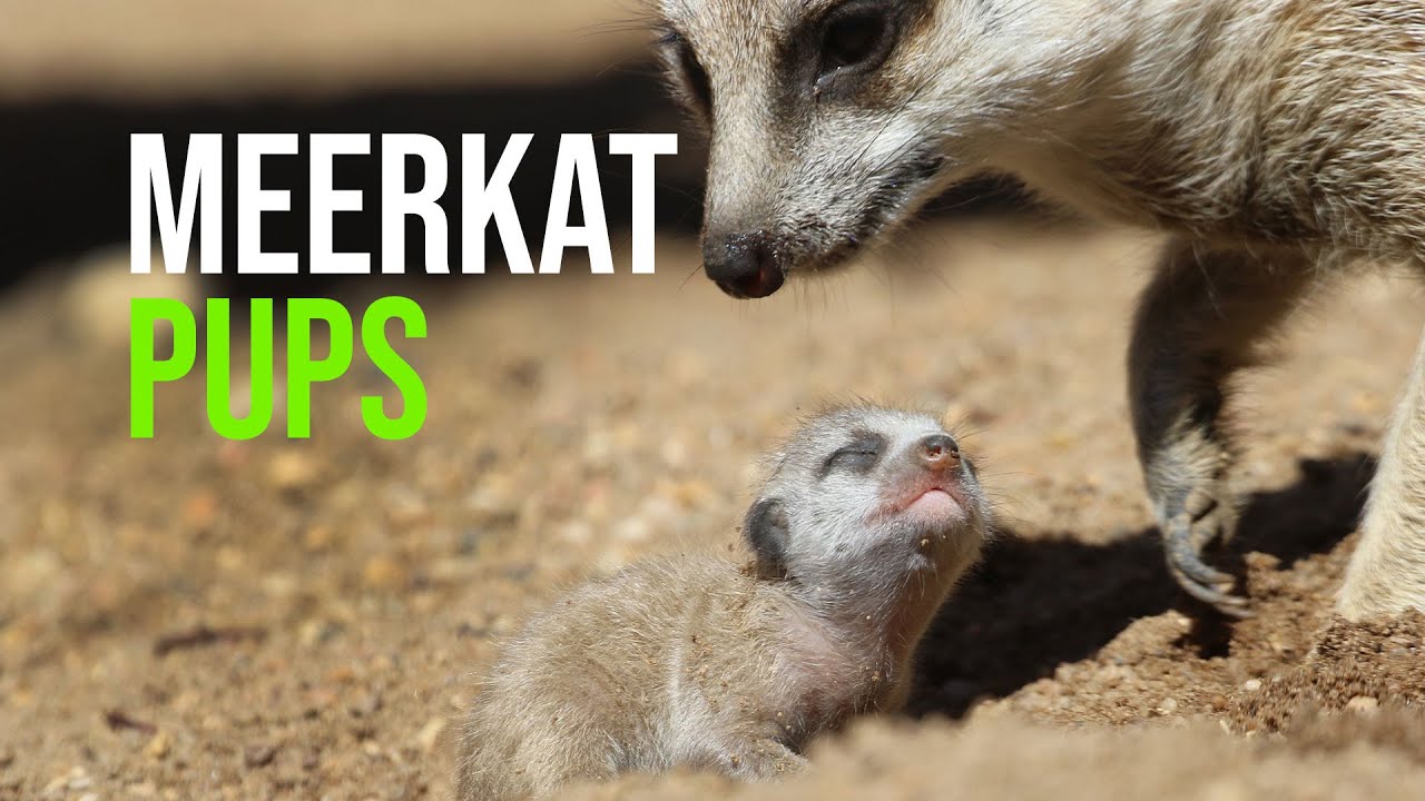 Meerkat Mob Expands At Dubbo Zoo