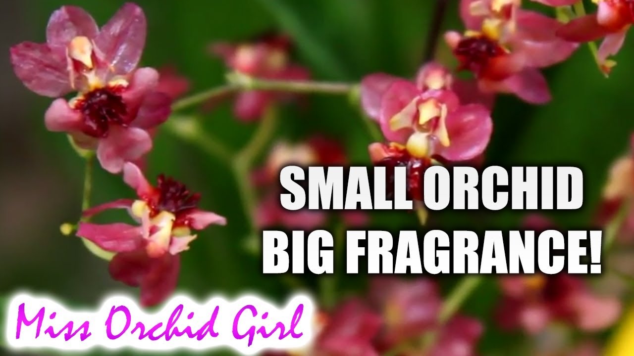 Small Orchids with big fragrance!