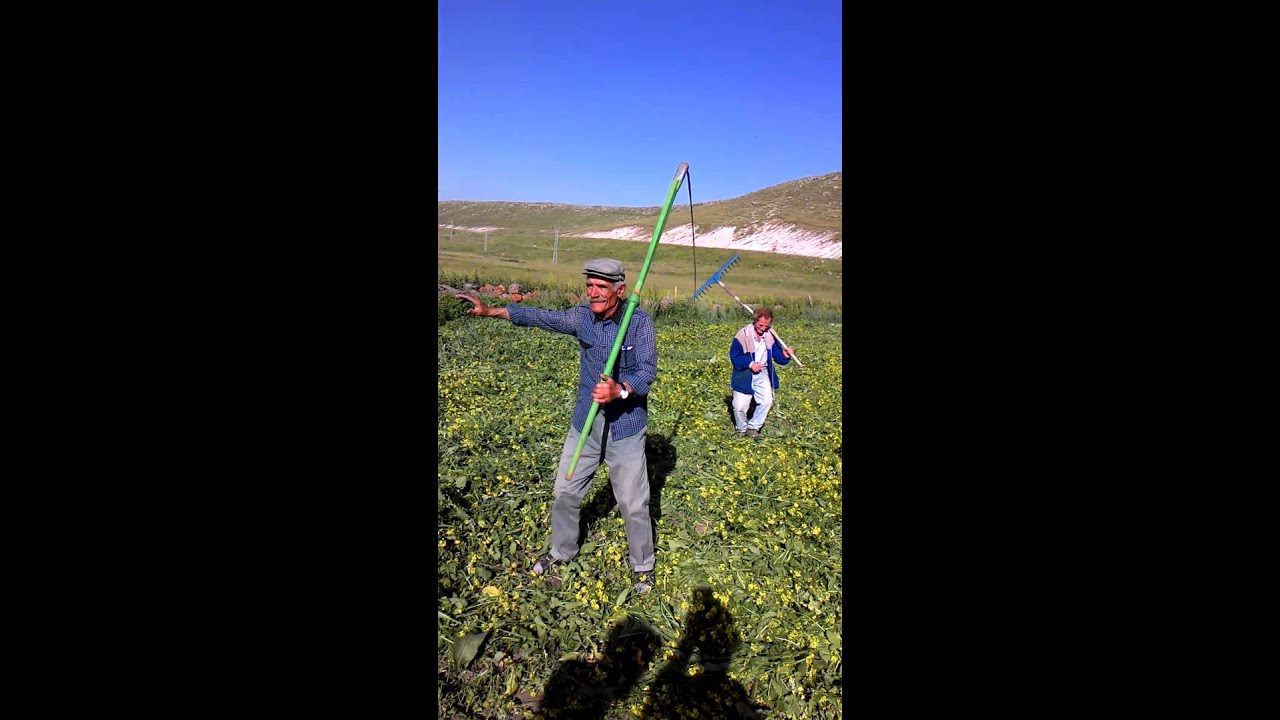 Asboga koyu tırpancılar