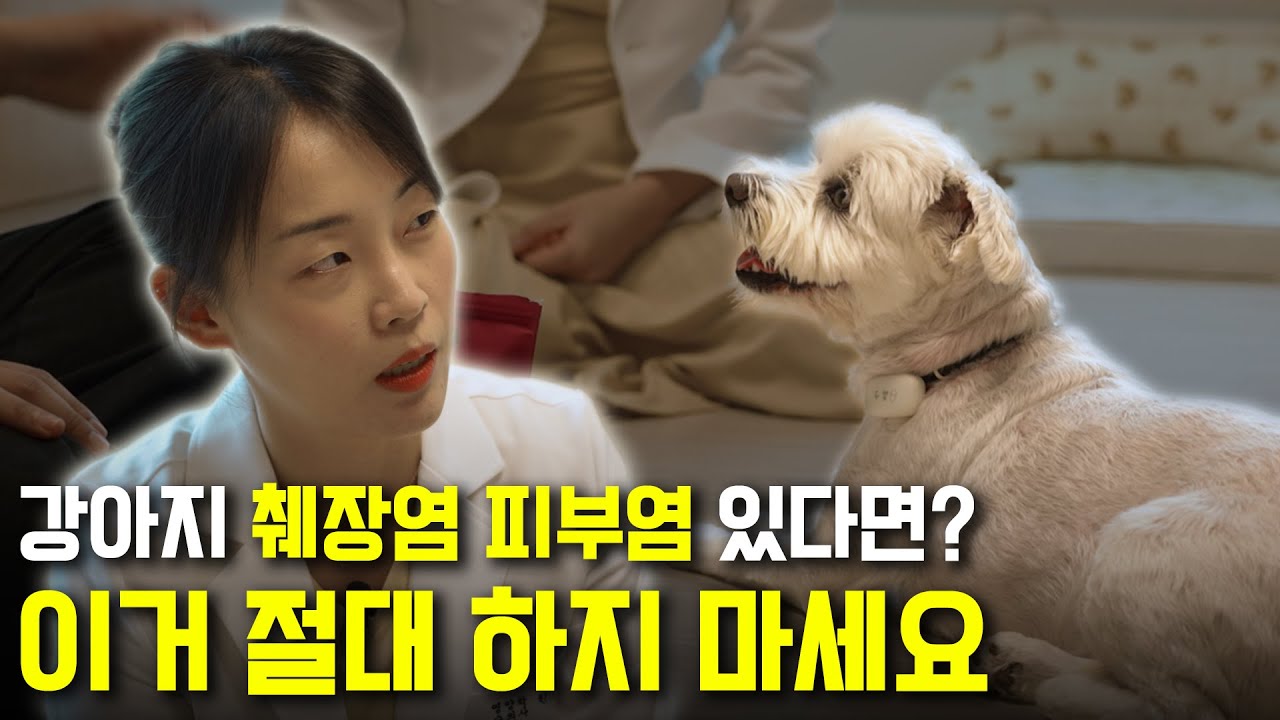 강아지 사료 솔루션, 췌장염과 피부 고민 있는 짱구의 이야기 (전편) – 우리 강아지 영양 레시피