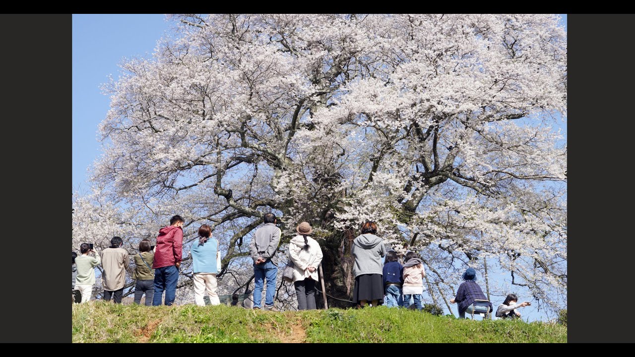 醍醐桜　岡山県真庭市2021     　　　　　　　　　　　　　　　　　　　　　　　　　　　　　　　　#cherry tree　 #big chrry tree　 ＃桜   #一本桜
