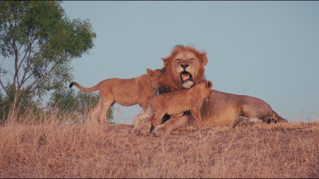 Male lion & Cubs Have a Touching Moment (Red Road)