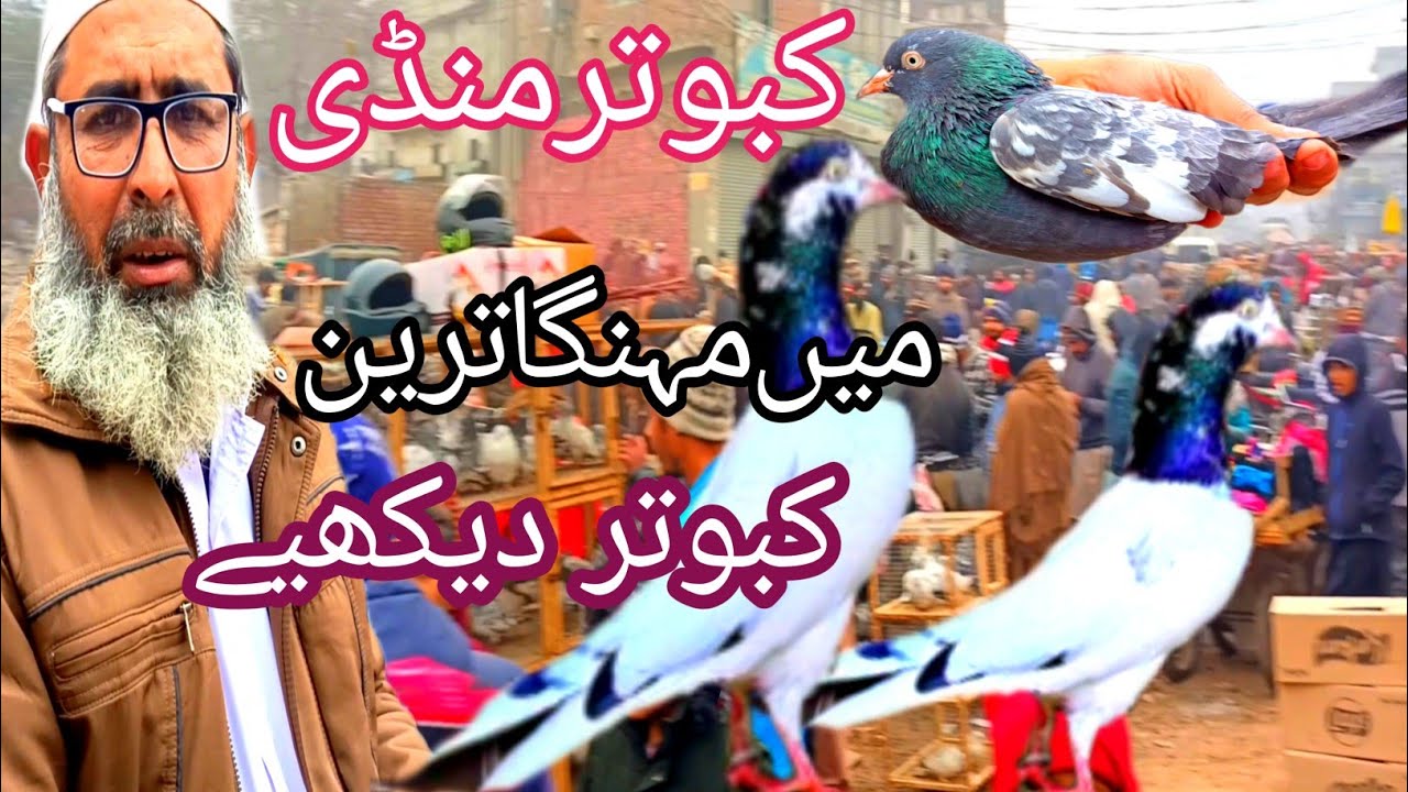 (555)Lahore LariAdda Kabutar Mandi پاکستان Shakeel Ahmad birds market کی سب سے بڑی منڈی