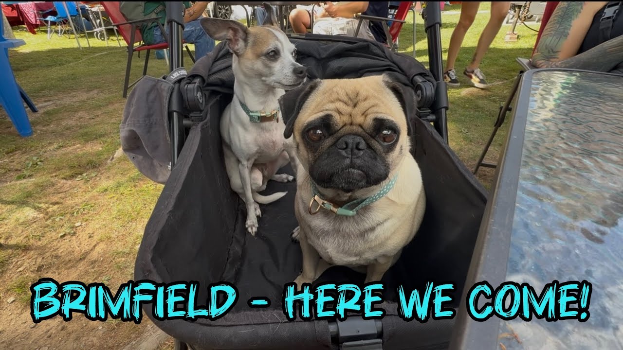BRIMFIELD ANTIQUE SHOW WITH THE WHOLE CREW (and pups)!