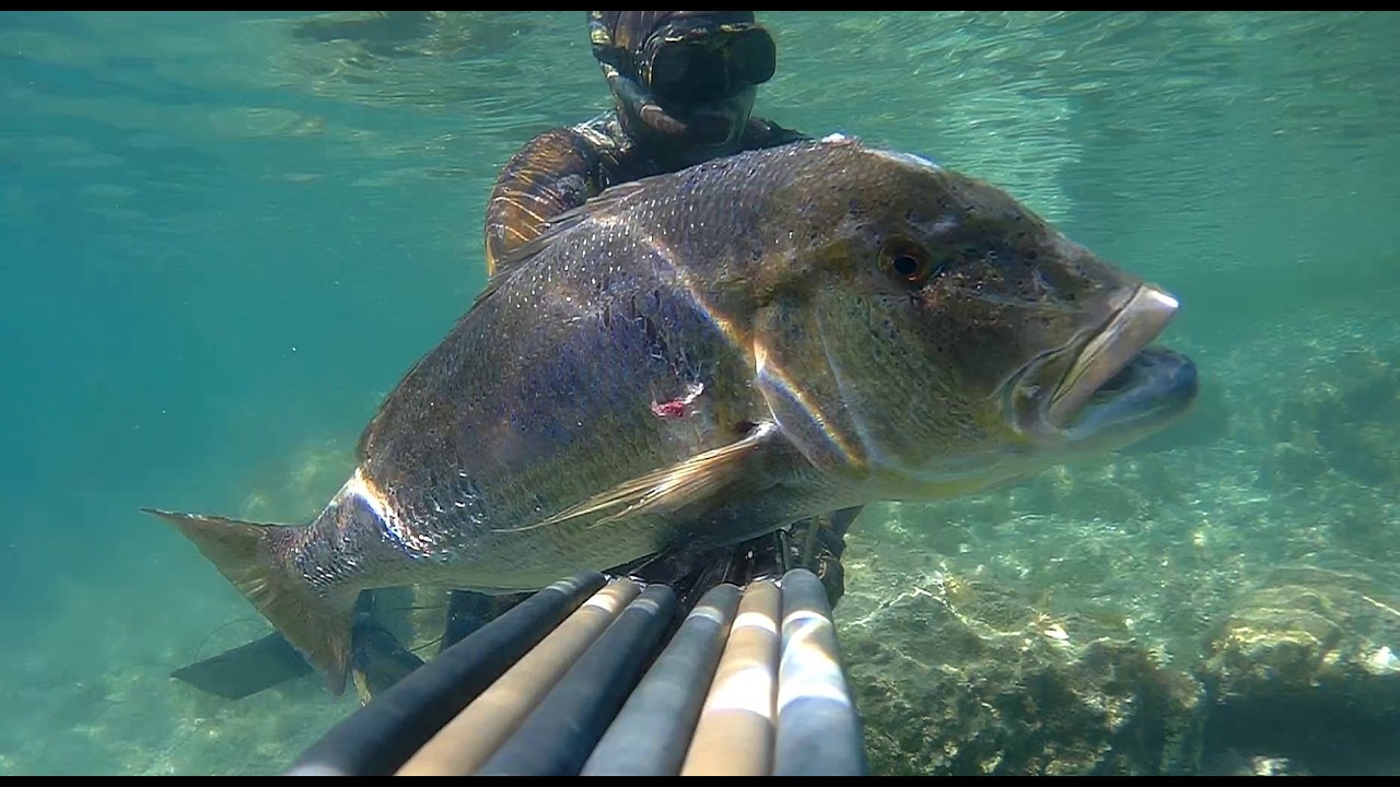 Spearfishing Croatia - 