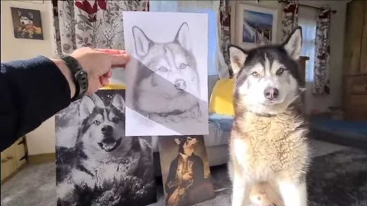 Husky Gets Bombarded With Works Of Art!