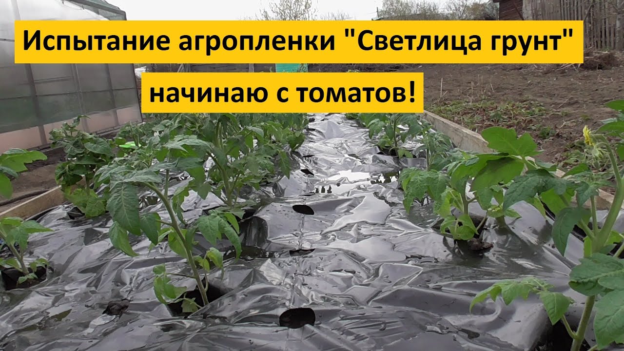 Ранняя высадка Томатных Гномов в открытый грунт с использованием пленки СВЕТЛИЦА™ ГРУНТ. Подробно!