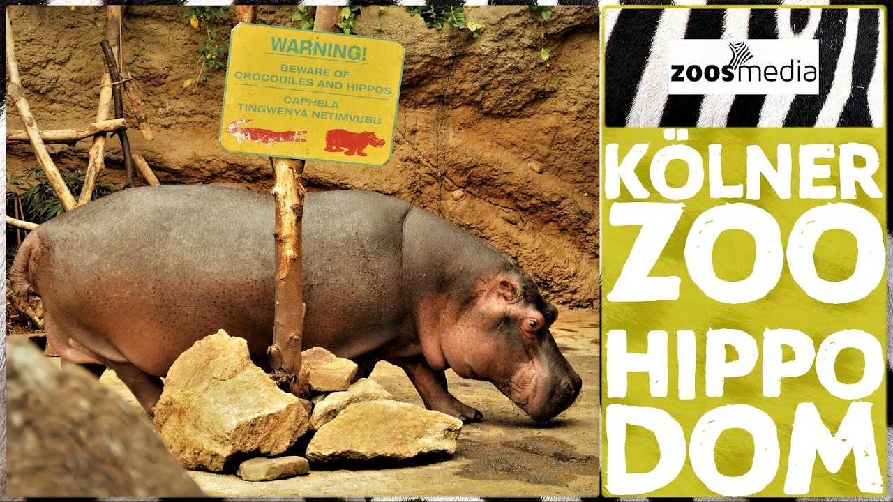 K&ouml;lner Zoo: Hippodom 🦛 | zoos.media