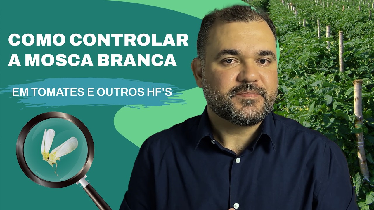 COMO CONTROLAR A MOSCA BRANCA (Bemisia tabaci) EM TOMATE E OUTROS HF&acute;S