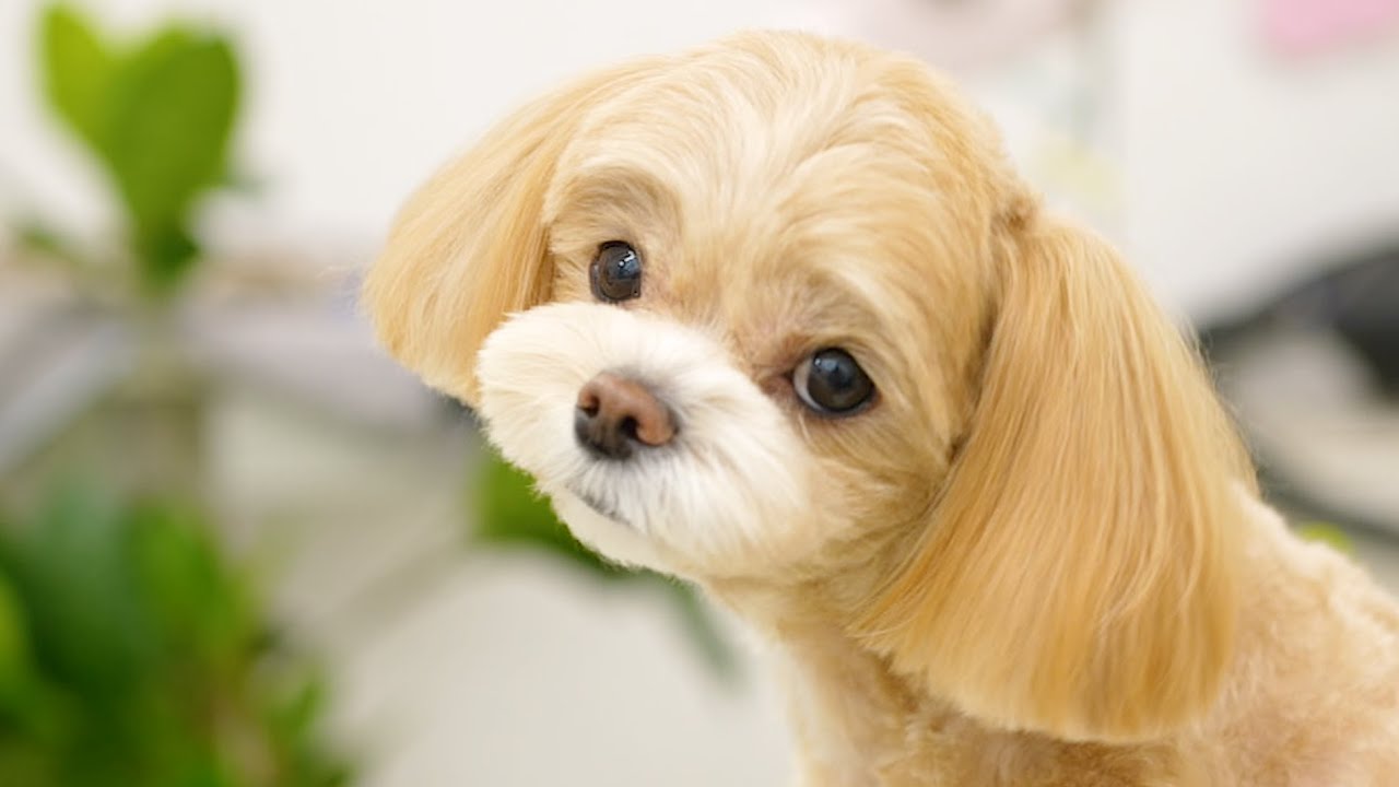 Эти глаза неотразимы… 🐶 ✂️🤍 Щенок, любимый грумером с 13-летним стажем!!