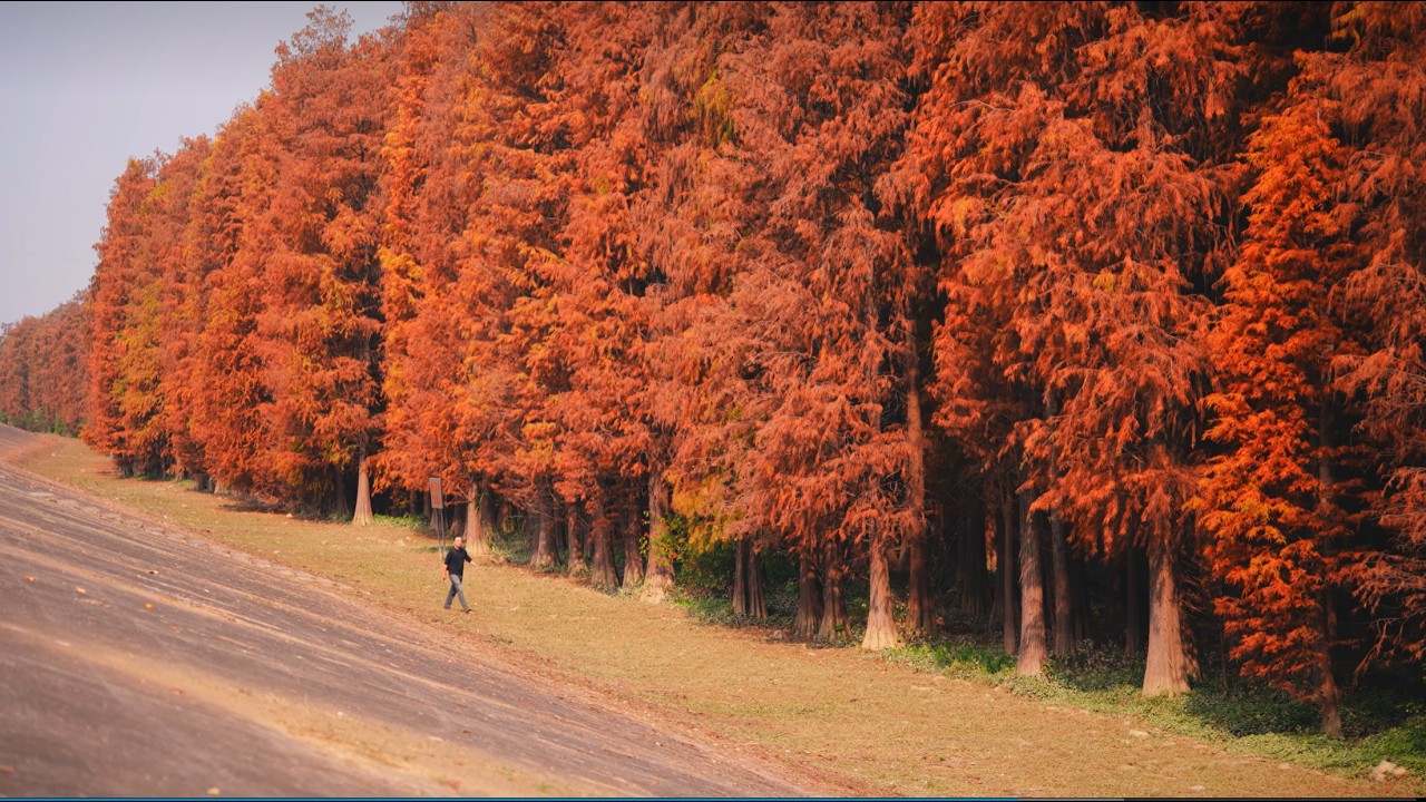 #13 Immersive Car Camping: Step into a Crimson Paradise in the Pearl River's Cypress Forest