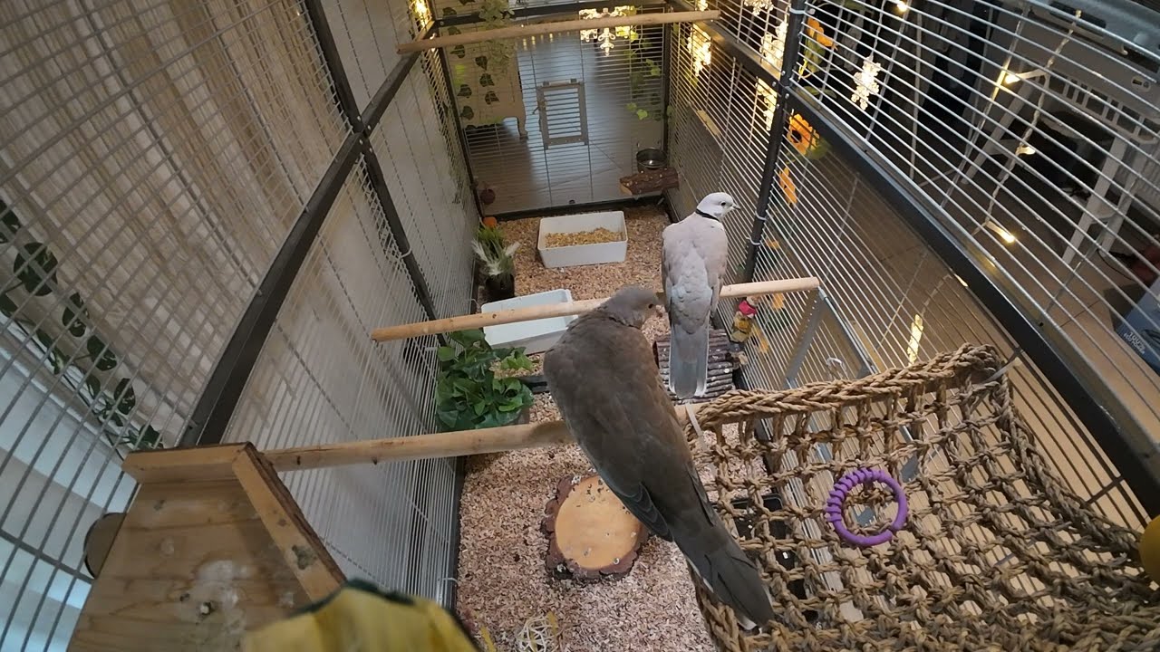 Ellis and Skippy in the aviary more testing with the DJI Action 4 camera (tame petdoves)