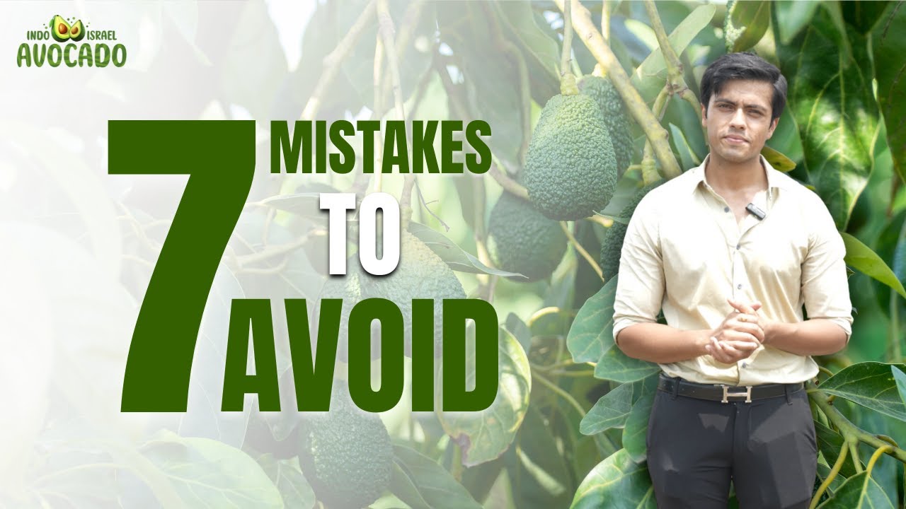 7 Mistakes to Avoid when Transplanting Avocado Plants - 6268643227 Indo Israel Avocado 🥑