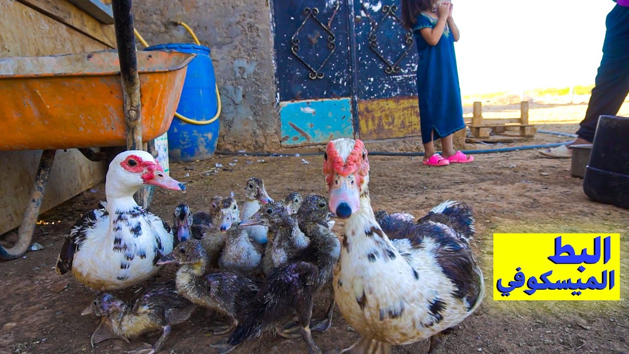 البط الميسكوفي في المزرعة(Muscovy duck)