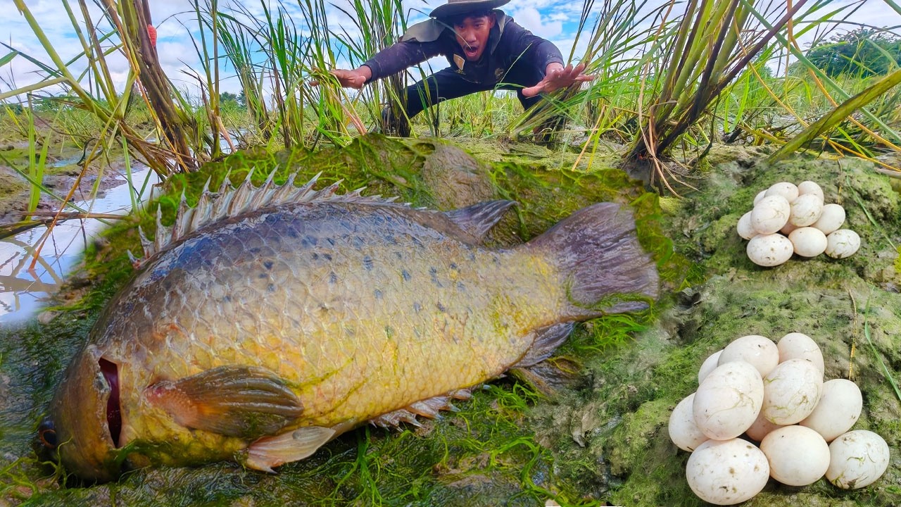 Amazing fishing! a fisherman skills catch a lot of fishes and pick eggs duck in the straw at field