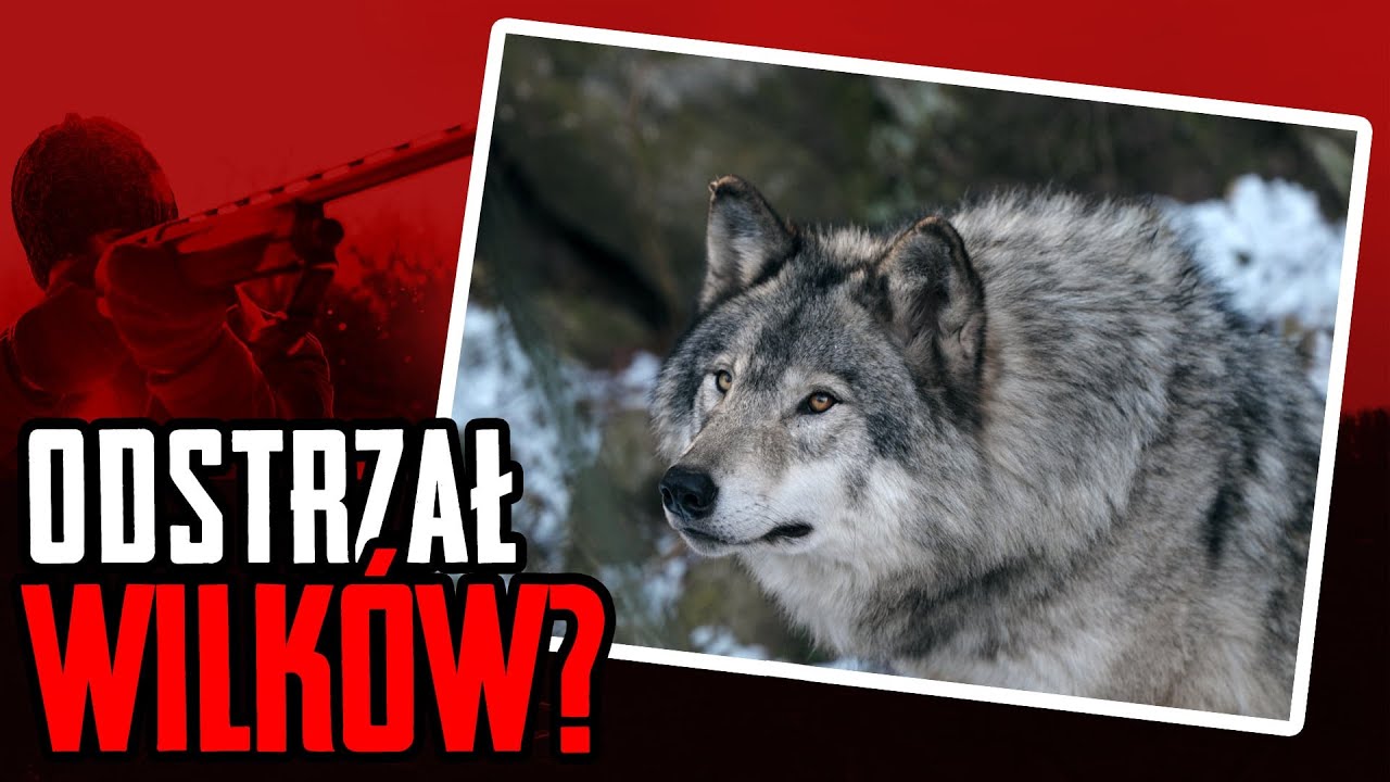 Odstrzał wilków?