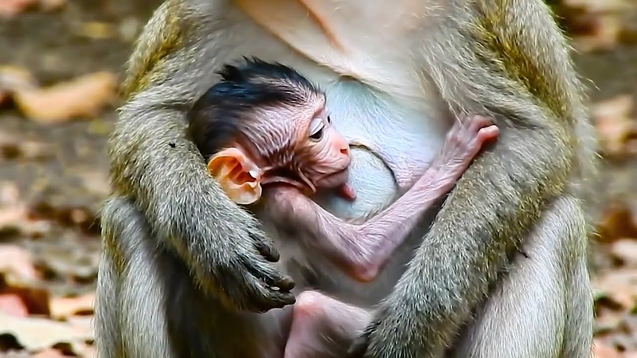 baby monkey stuck in mud trying to catch crab | survival instinct | monkey surprise to catch crab