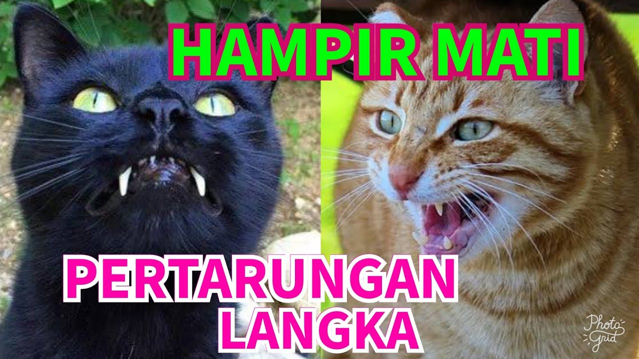 Perkelahian Kucing sangat Keren si Kucing hitam bisa ngalahin lawan yang lebih besar