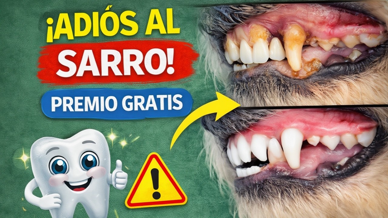 Recomendaciones para  dueños primerizos. EVITA el sarro en los dientes de tu perro.