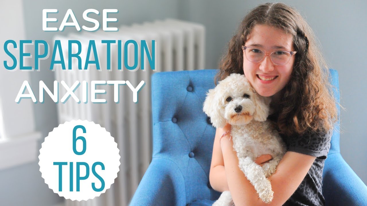 How We Eased Our Maltipoo’s Separation Anxiety So He Loves Being Home Alone!