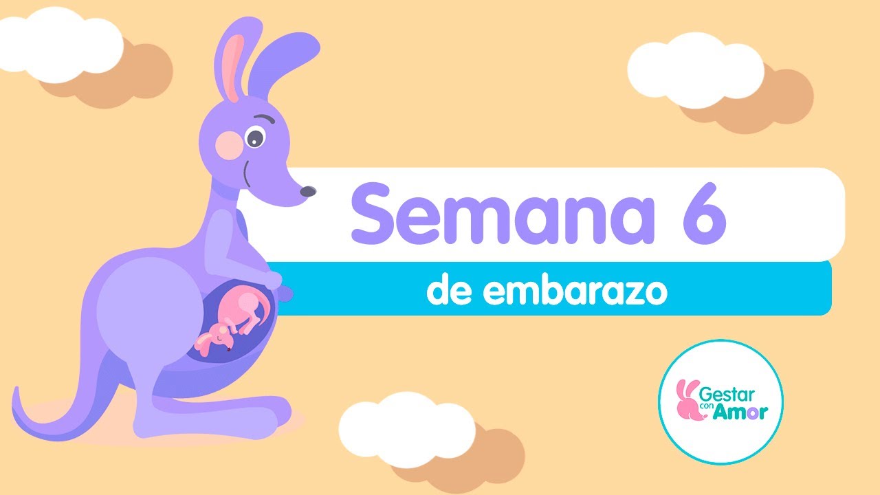 Semana 6 de embarazo: ¡Su corazón comienza a latir!
