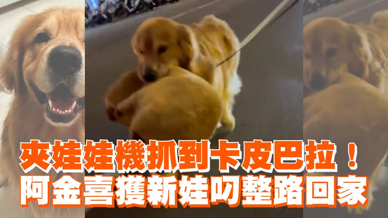 夾娃娃機抓到卡皮巴拉！　阿金喜獲新娃叼整路回家 ｜#寵物雲