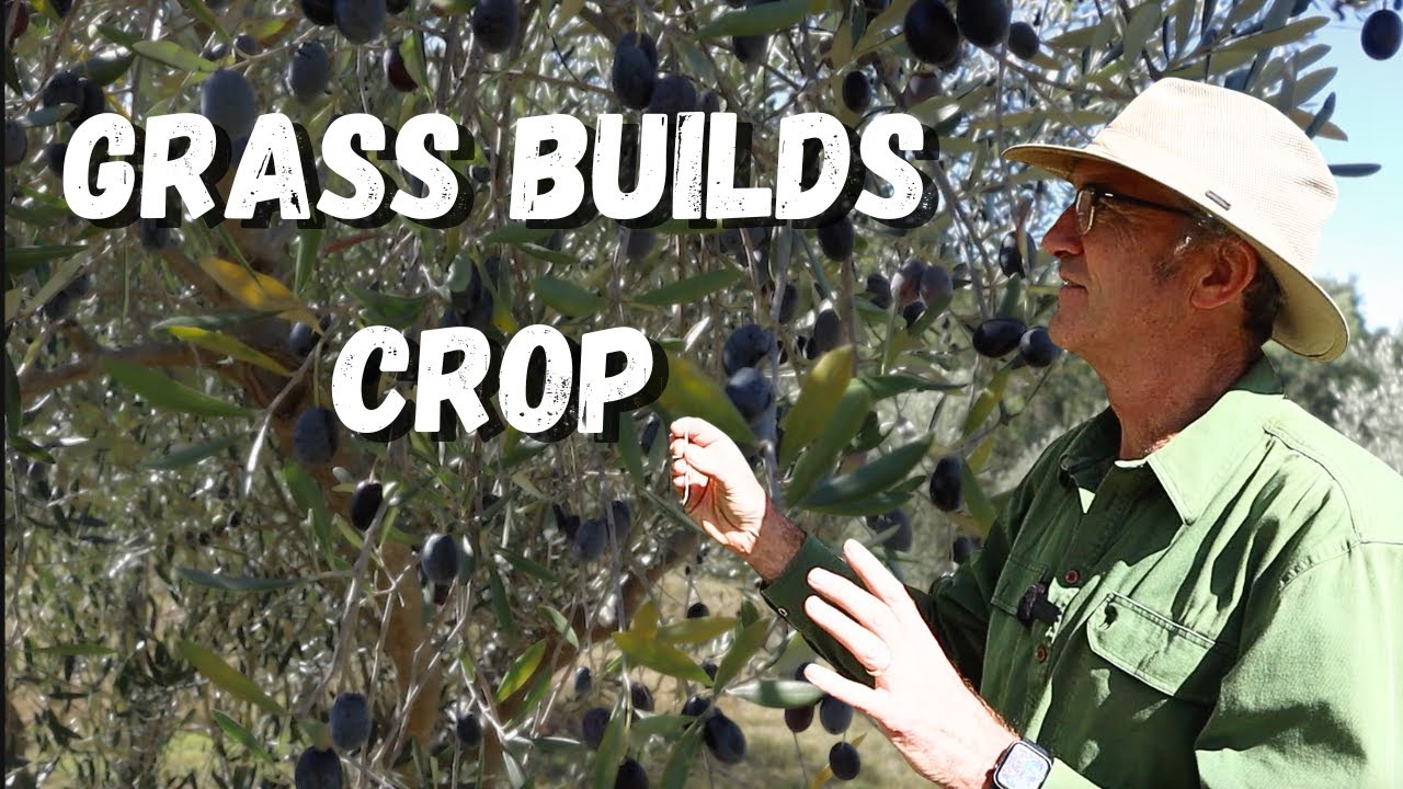 How Native Grasses are Boosting an Olive Grove