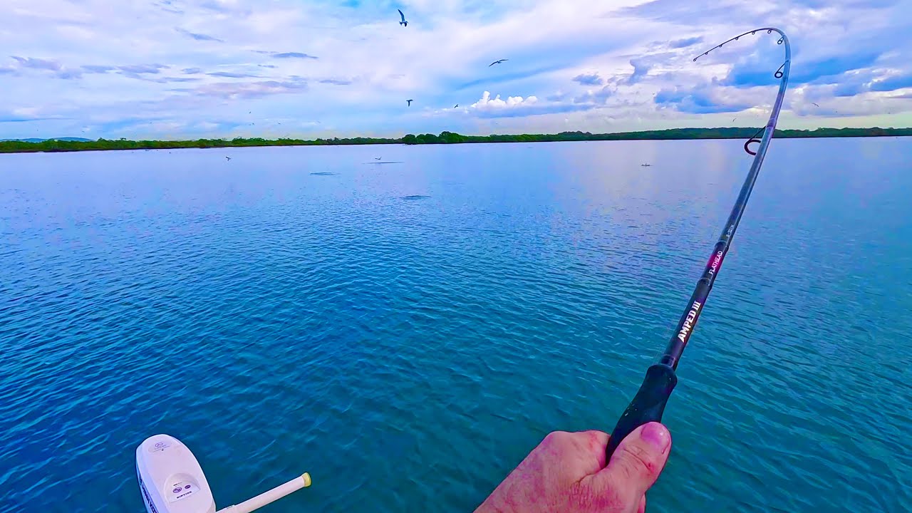 PLENTY happening at the PIN / GOLD COAST FISHING