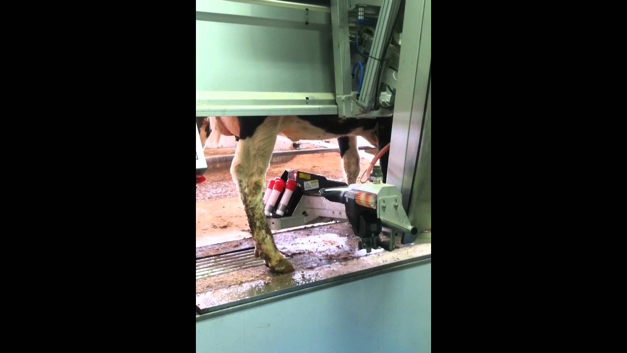 Robotic milker start-up: Day 1 at Ingleside Dairy Farm in Virginia
