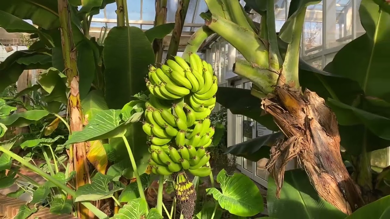 Ogr&oacute;d Botaniczny Meise @RadioRozaBxl 
