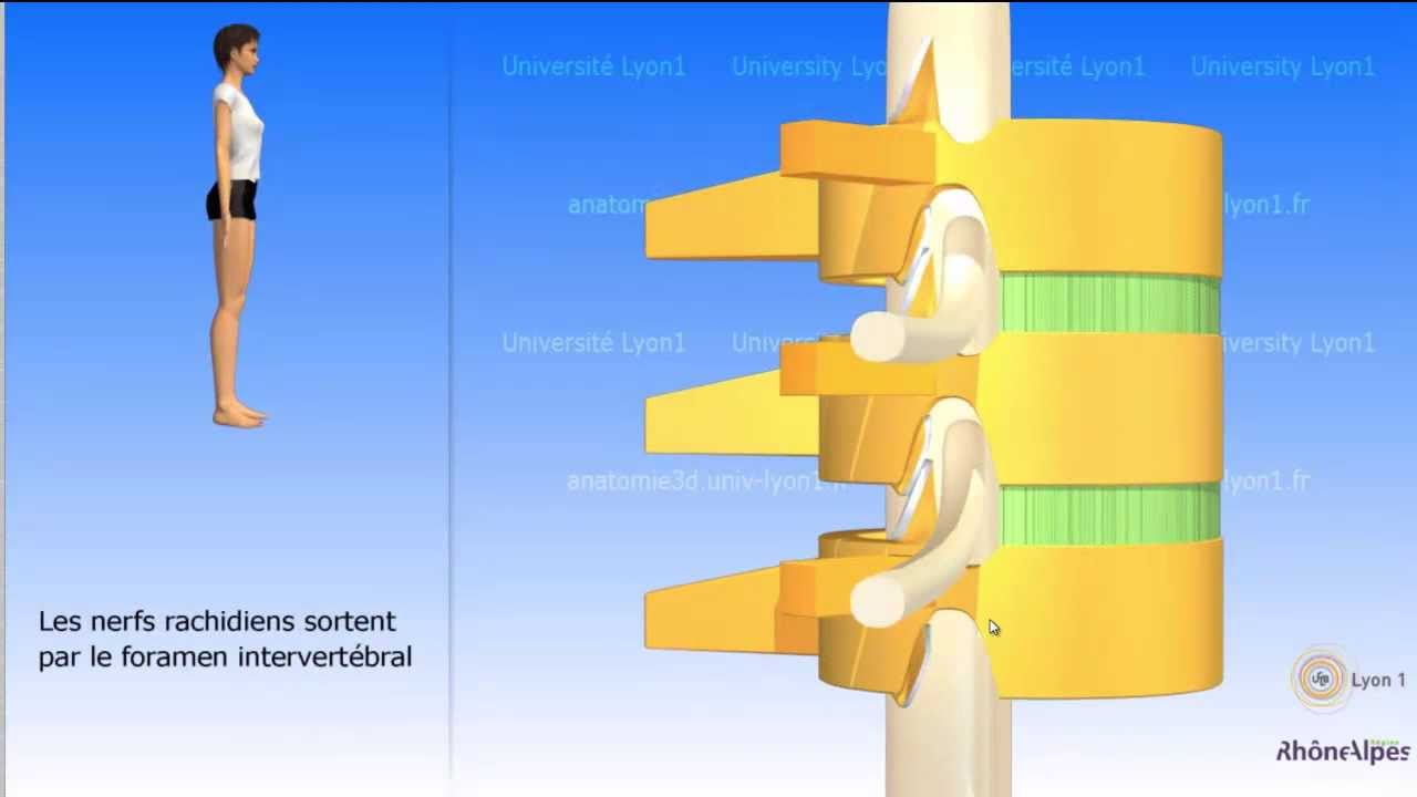 Vidéo sonorisée la vertèbre type La colonne tube