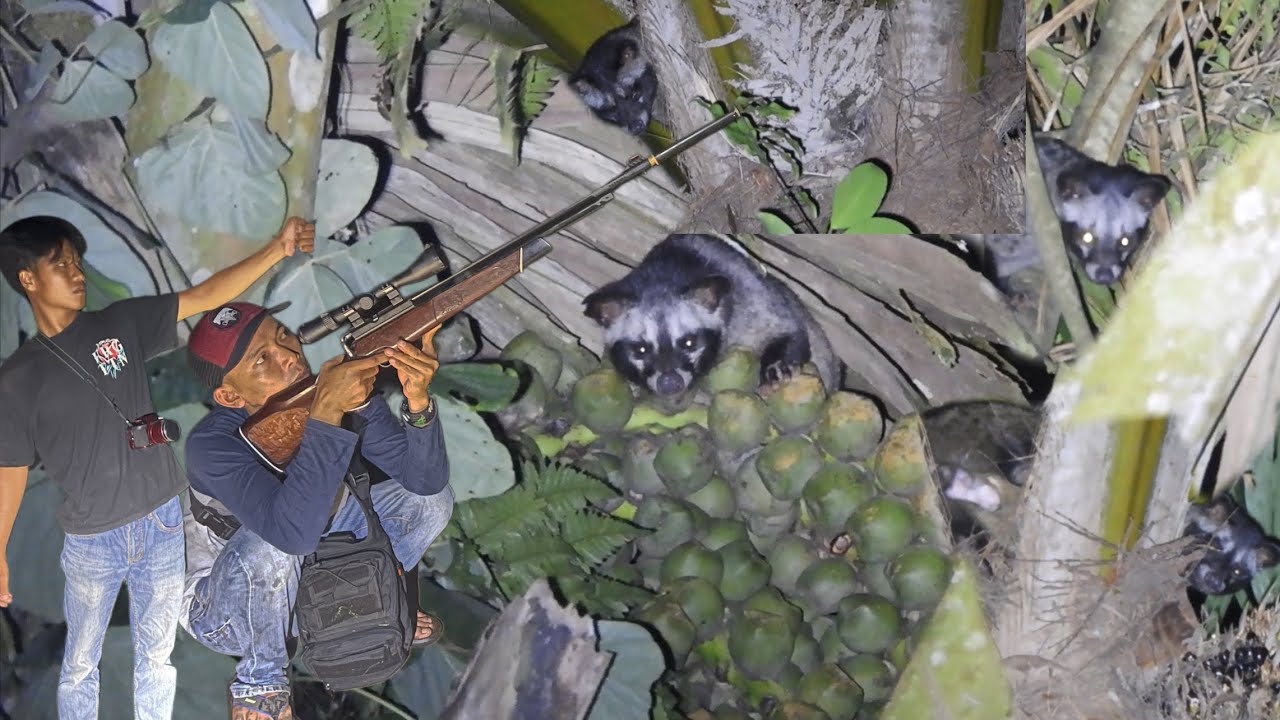 Over populasi musang disini. Warga resah akan ayam2 mereka satu persatu hilang tiap malam