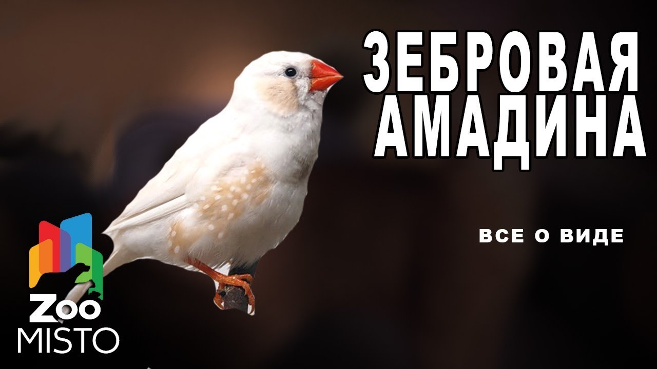 Зебровая амадина - Все о виде птицы |Вид птицы -  Зебровая амадина
